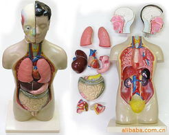 劉許淮醫(yī)藥教學器材產品列表 助力現(xiàn)代醫(yī)學教育與技能培訓